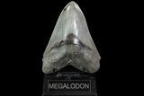 Serrated, Fossil Megalodon Tooth - Georgia #82683-1
